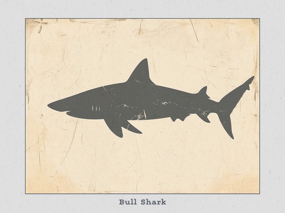 Bull Shark Grey Silhouette 4 Poster