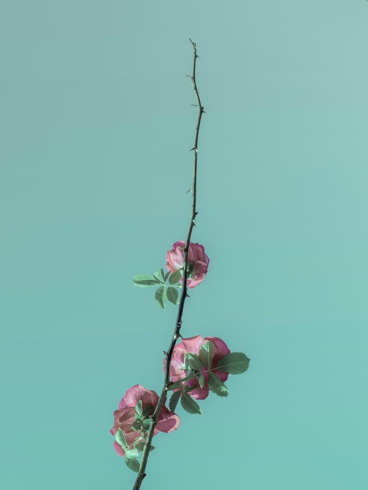 Pink Roses Blossom On A Branch In The Clear Sky. Minimalism