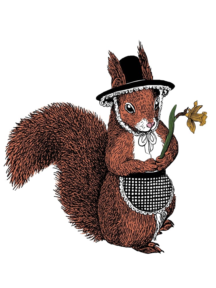 Welsh Lady Eichhörnchen