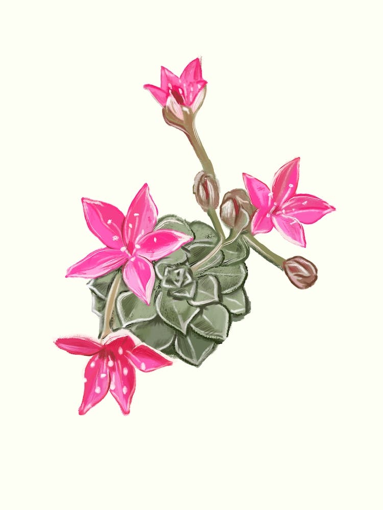 Cute Cactus