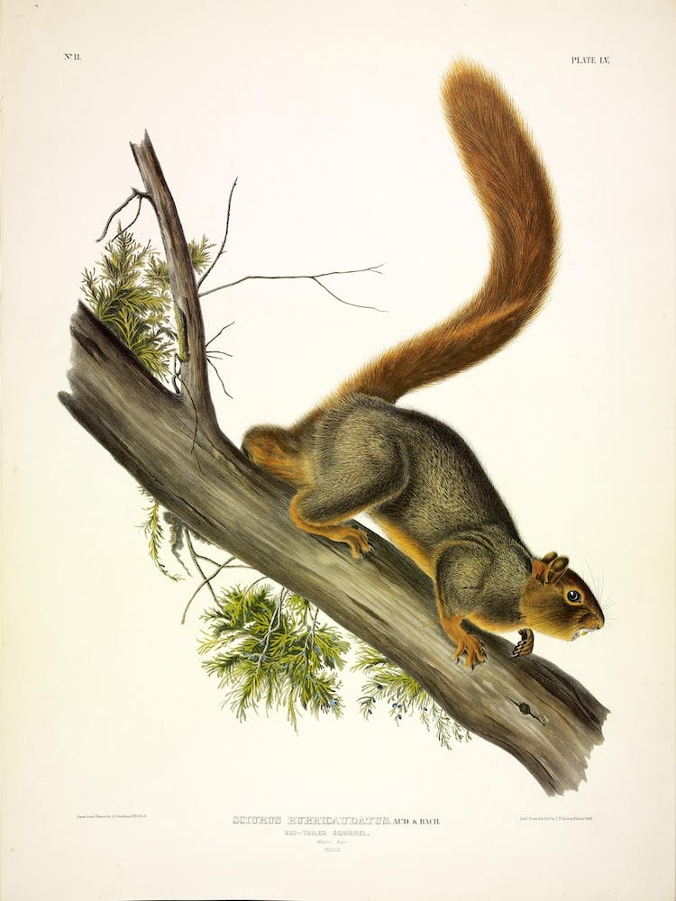 Red Tailed Squirrel, Red Tailed Squirrel