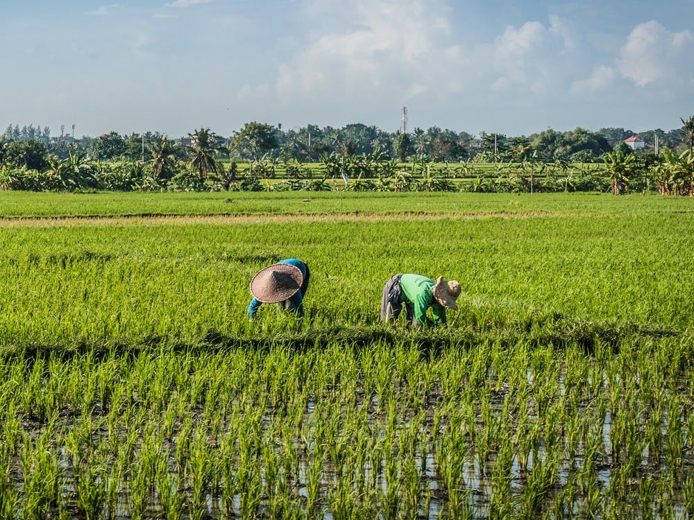 Rice Field