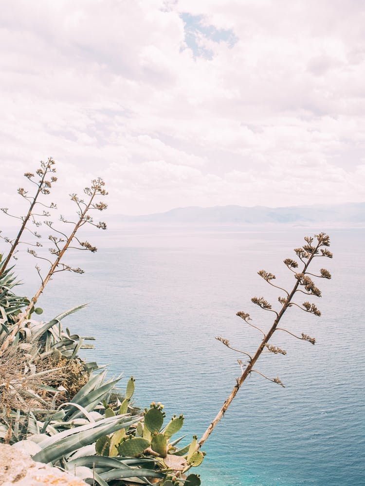 Seaside Cliff Plants