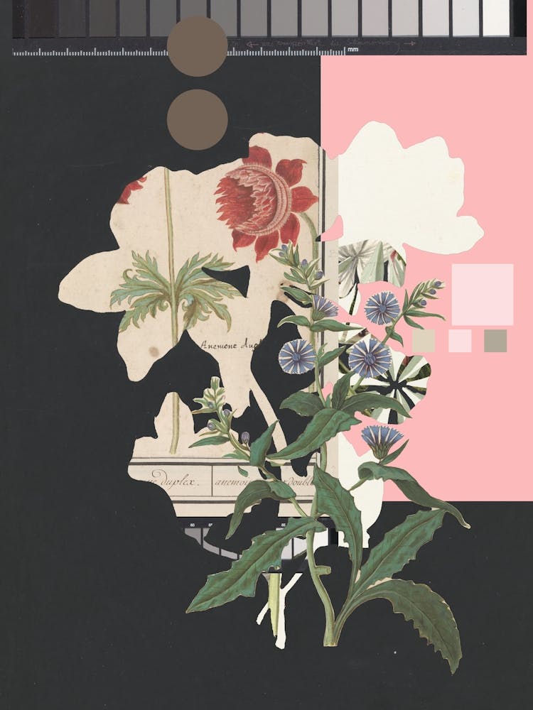 The First Plant � Botanical Bc