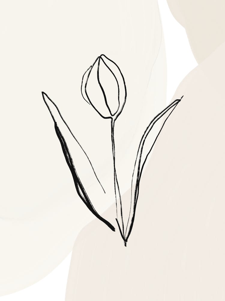Tulip 7