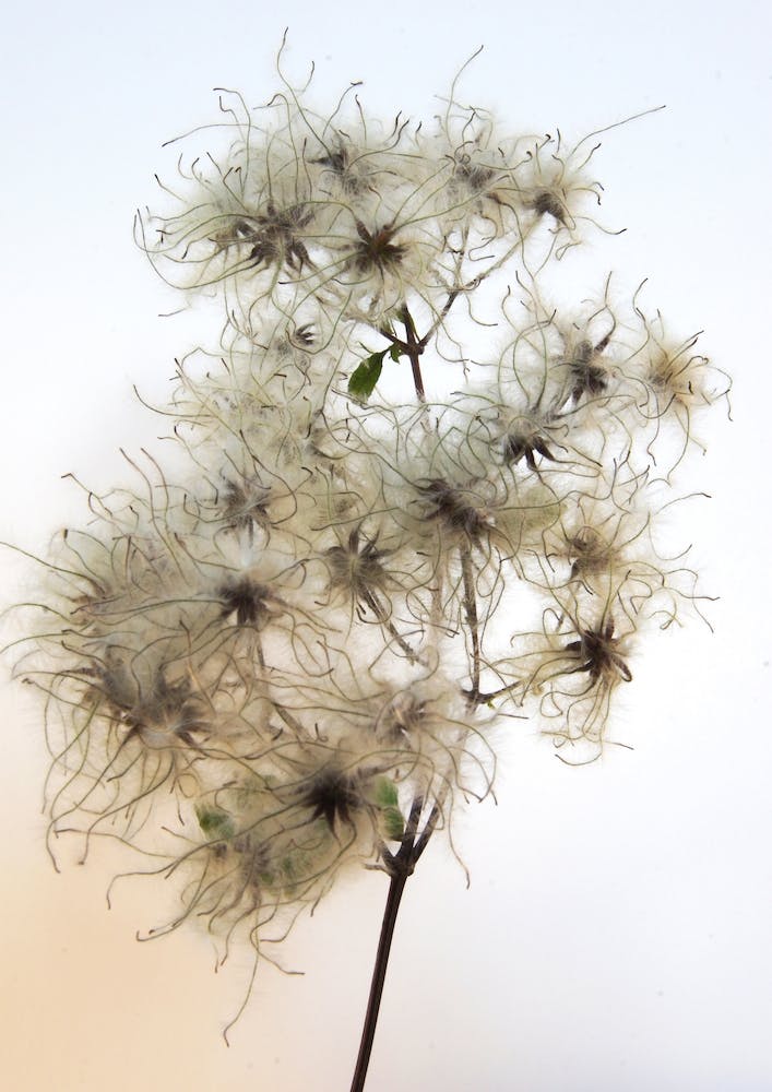 Florales · Plant End 8