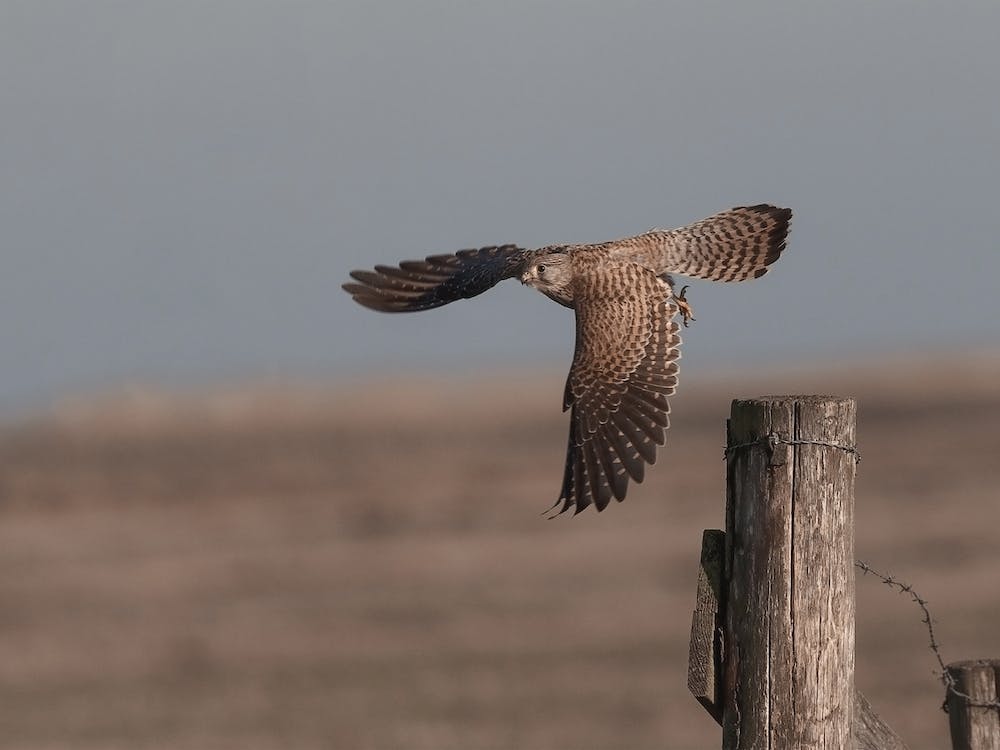 Kestrel Taking Flight