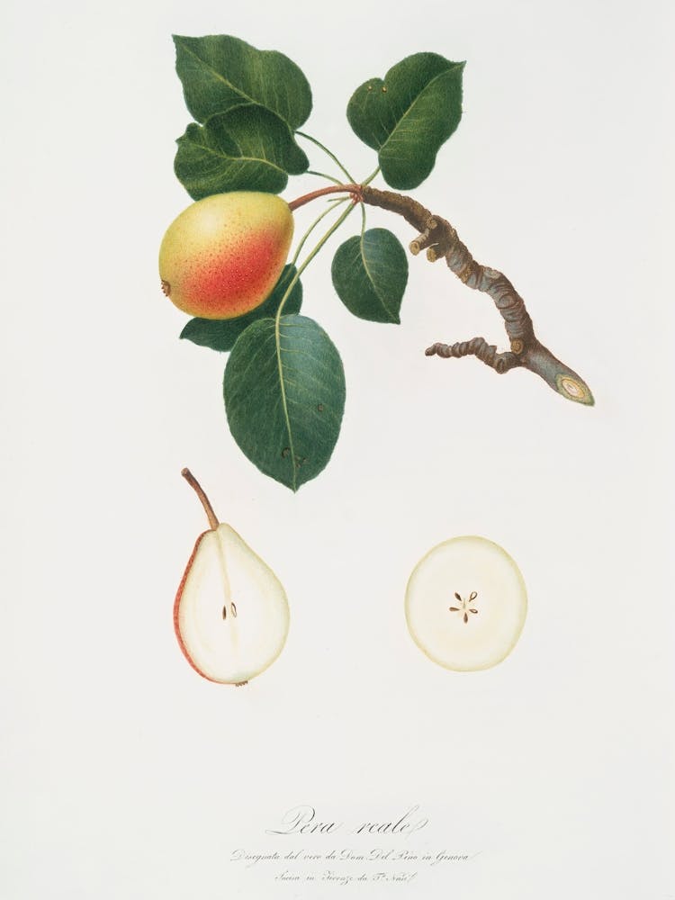 Pear (Pyrus Regalis) From Pomona Italiana (1817 1839), Giorgio Gallesio