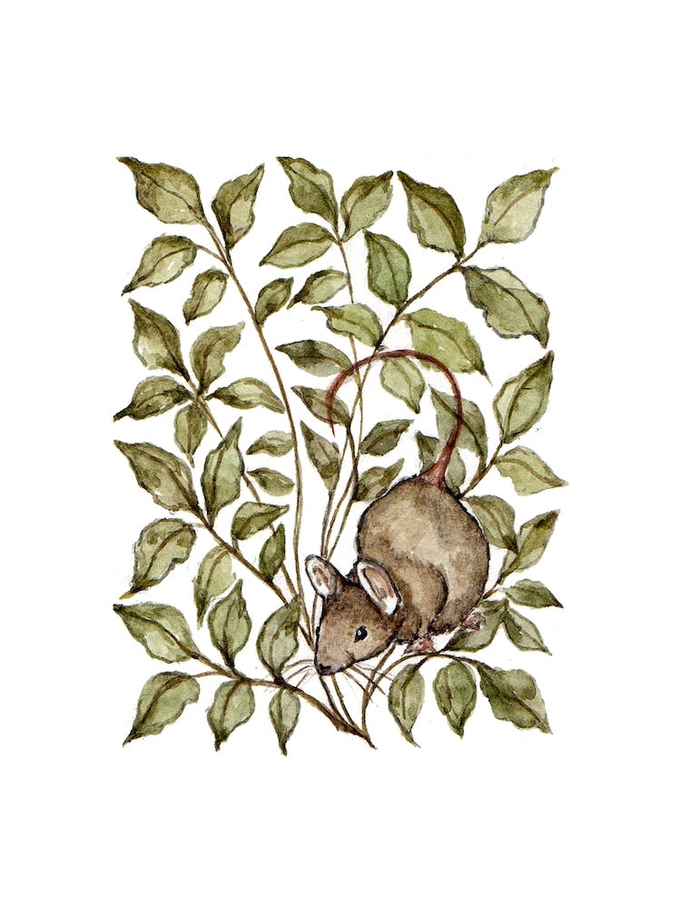 Meadow Mouse