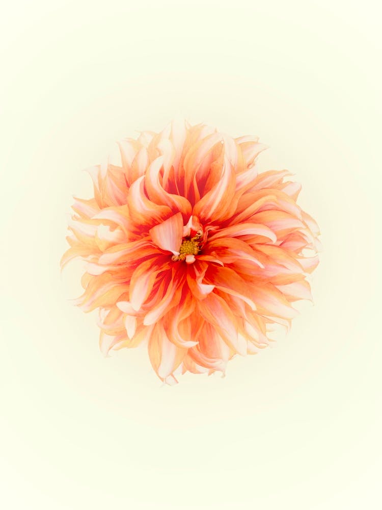 Orange Flower