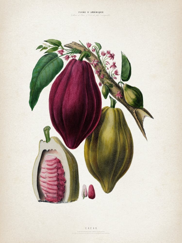 Vintage Denisse 3 Cacao