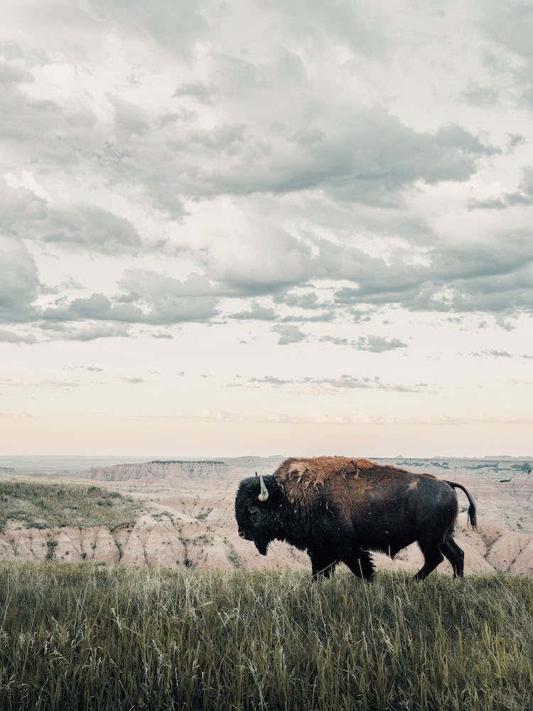 Badlands Bison
