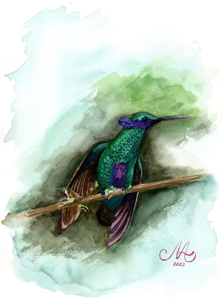 Hummingbird