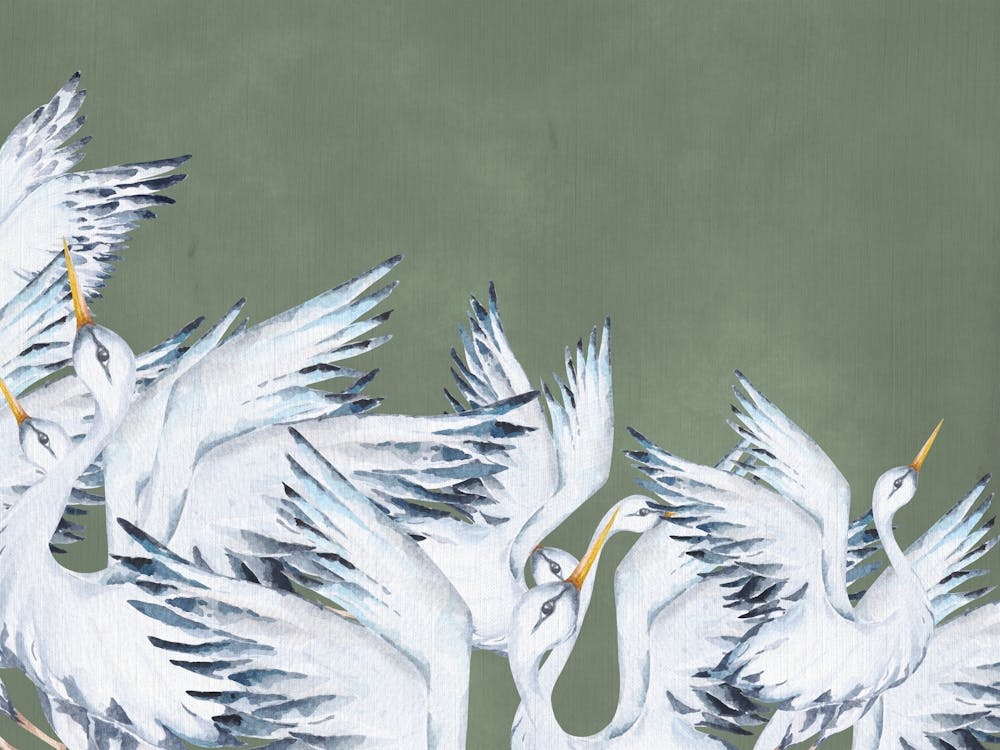 White Cranes