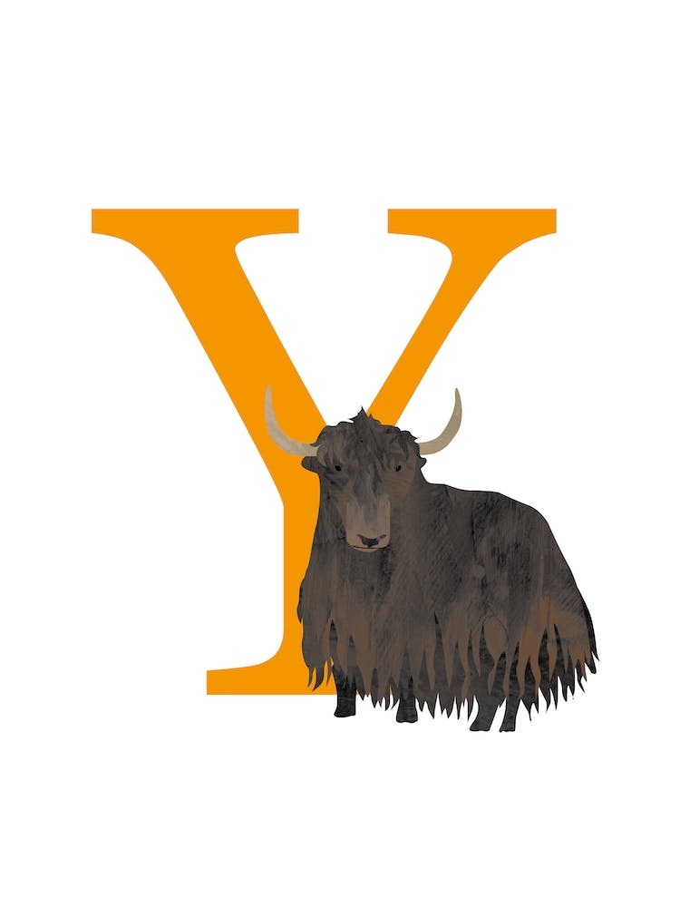 Y For Yak