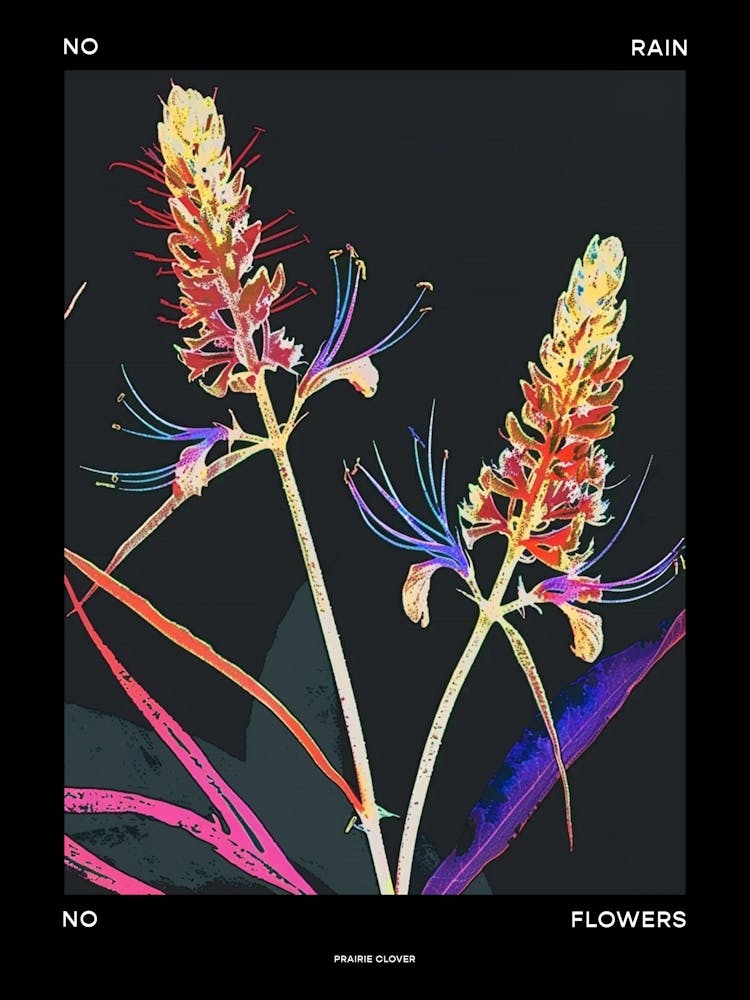 No Rain No Flowers Poster Prairie Clover 2