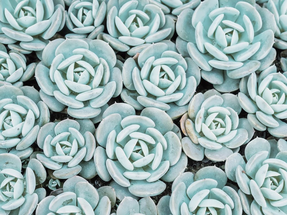 Plantes succulentes bleues