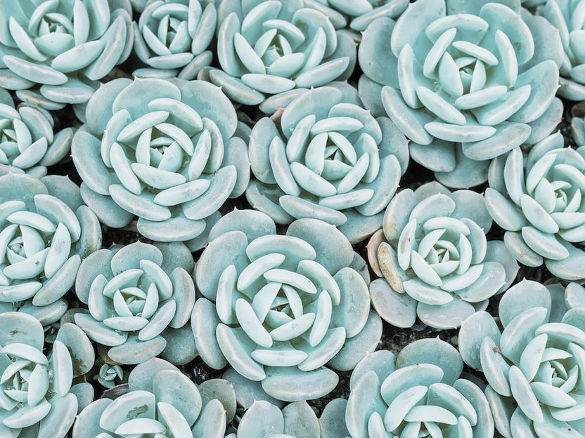 Blue Succulent Plants