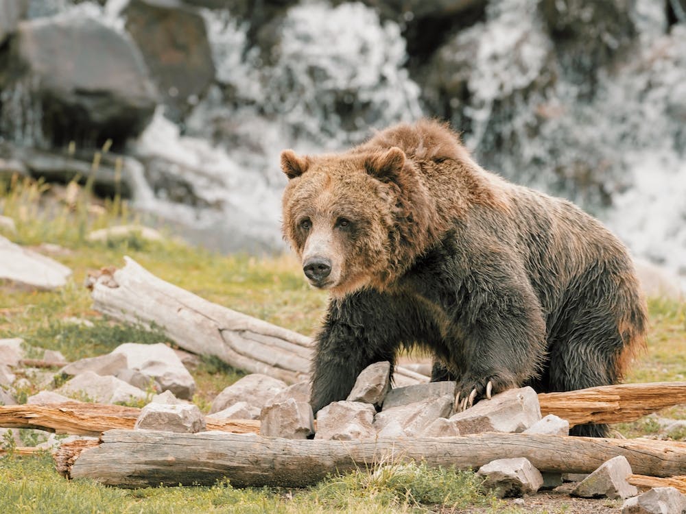 California Grizzly Bear