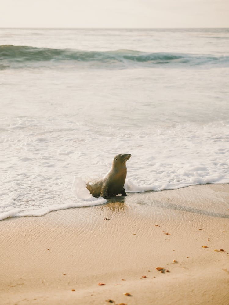 Seal On Beach