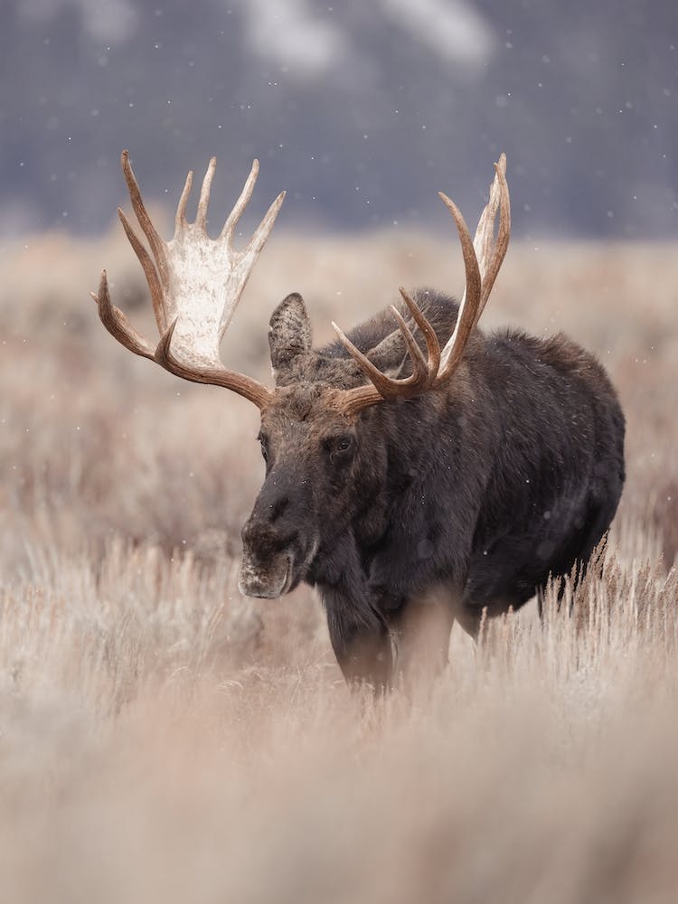 Migrating Moose