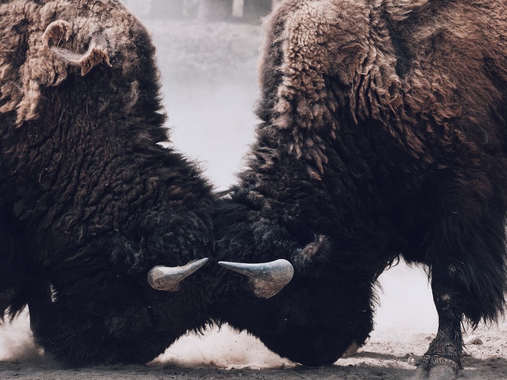 Bison Sparring