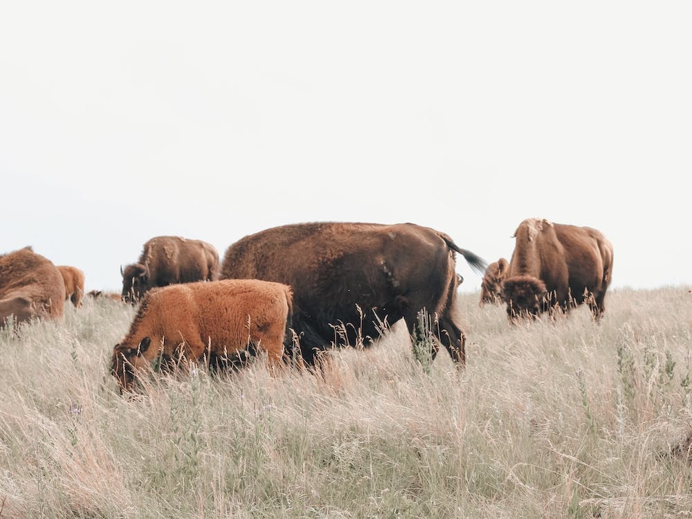 Bison Herd