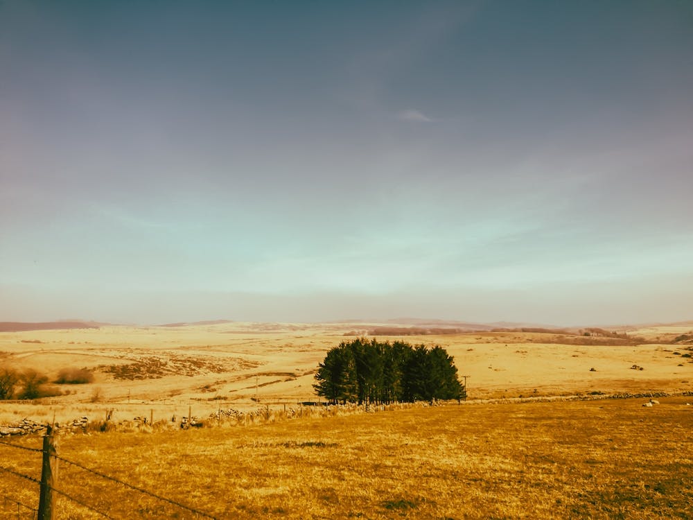Dartmoor Field