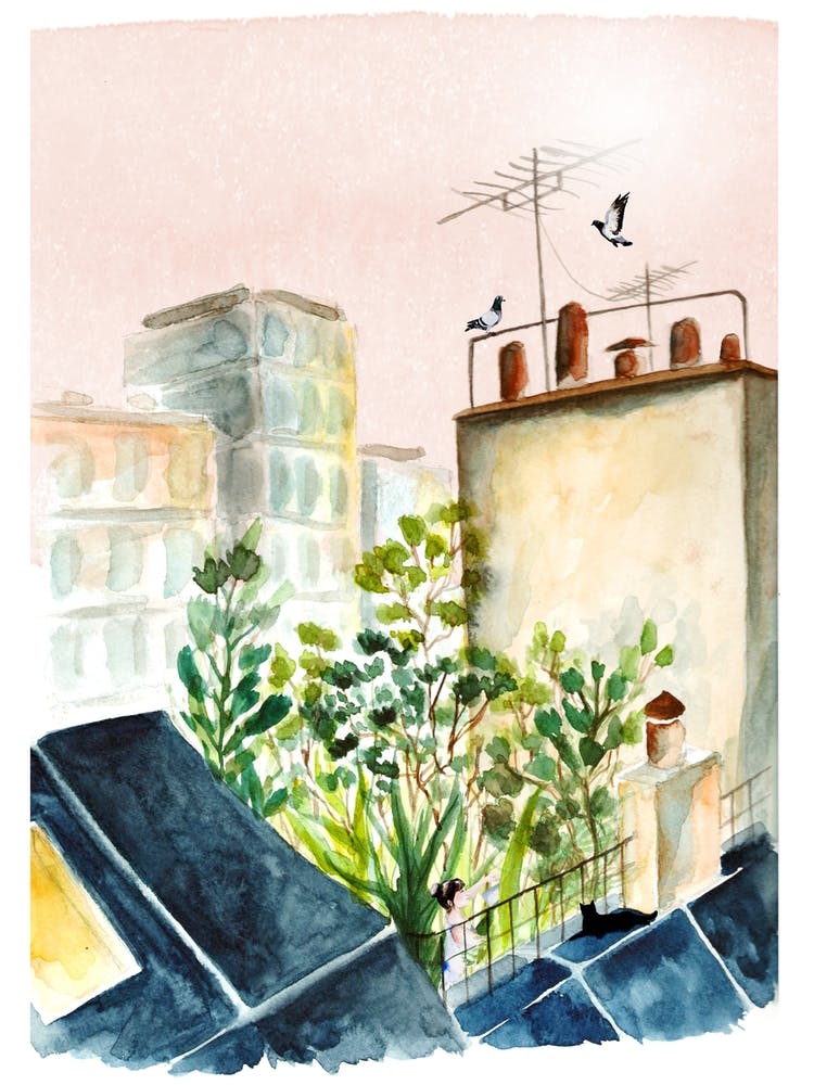 Plantes Sur Le Toit