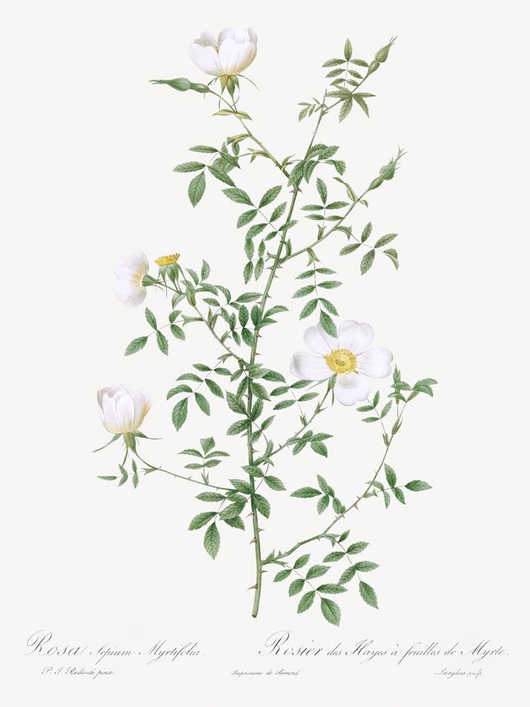 Myrtle Leaved Hedge Rose, Pierre Joseph Redoute