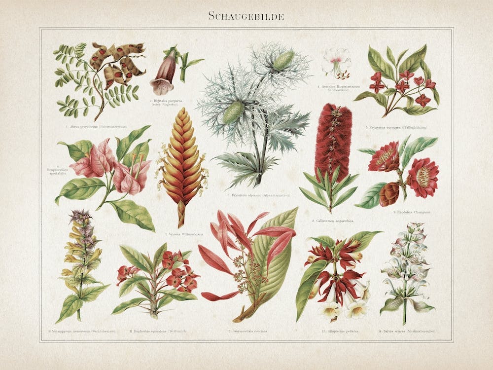 Vintage Meyers 2 Schaubegilde