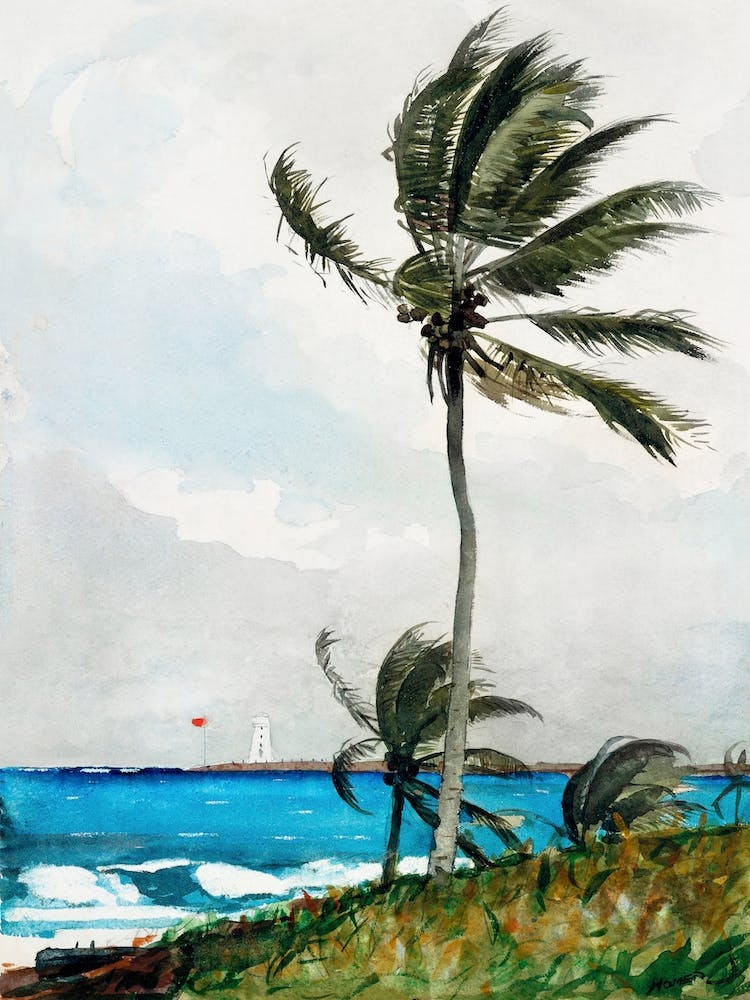 Palm Tree, Nassau, Winslow Homer