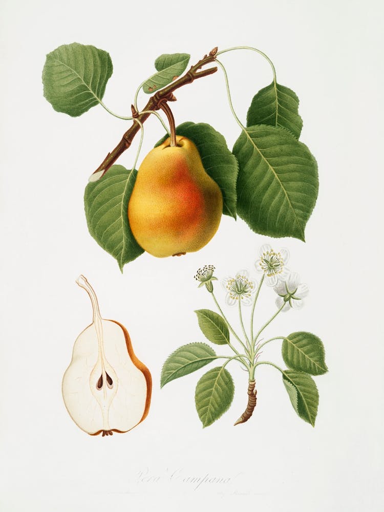 Pear (Pyrus Pompeiana) From Pomona Italiana (1817 1839), Giorgio Gallesio