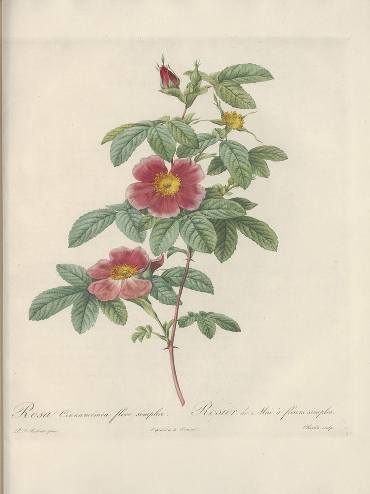 Rose Illustration, Pierre Joseph Redoute, Pierre Joseph Redoute(142)