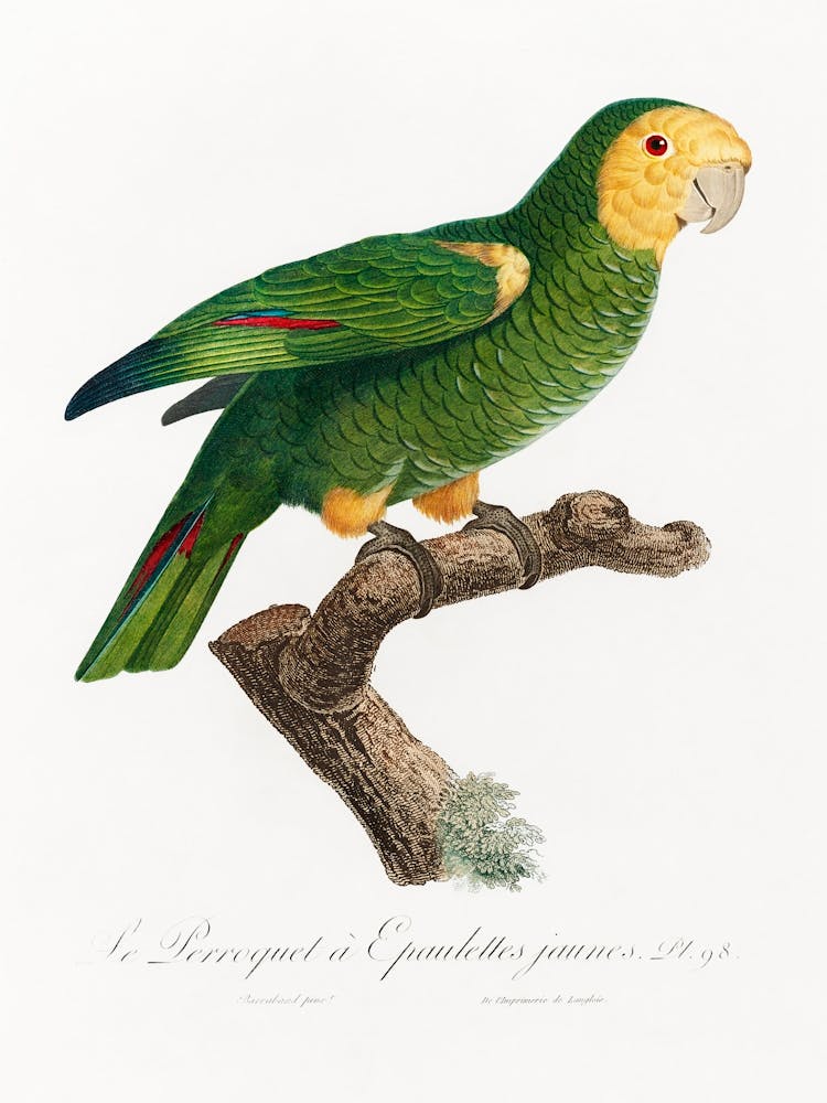 The Yellow Shouldered Amazon From Natural History Of Parrots, Francois Levaillant 2