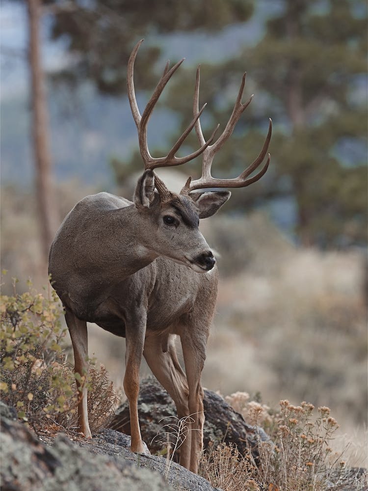 Arizona Mule Deer Scenery