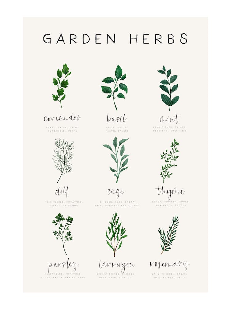Garden Herbs And Kitchen Recipes