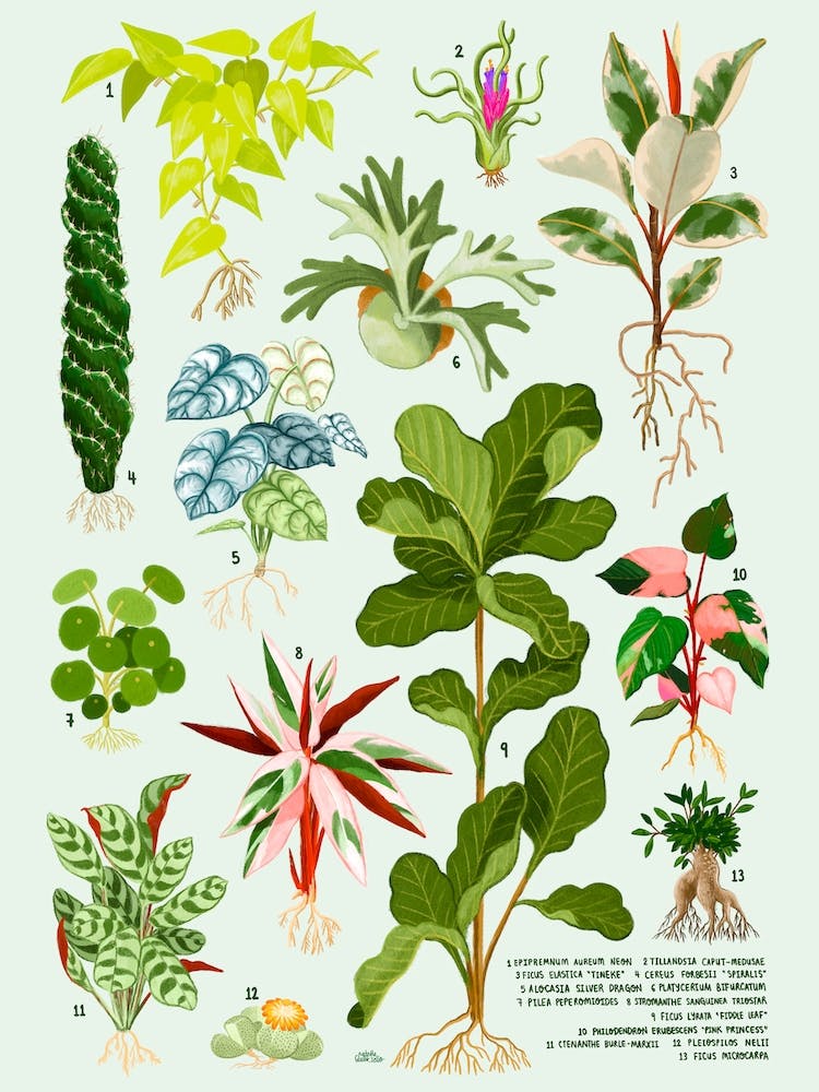 Houseplants Vol 2