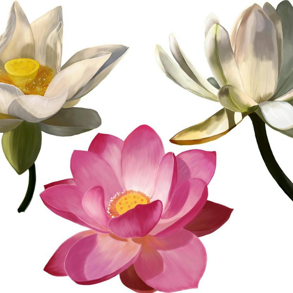 Lotus Flower 3