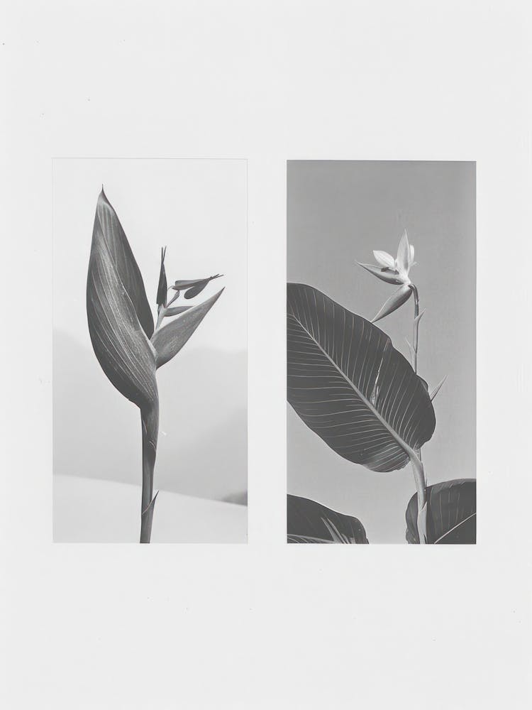 Bird Of Paradise Flower Photo Collage 3
