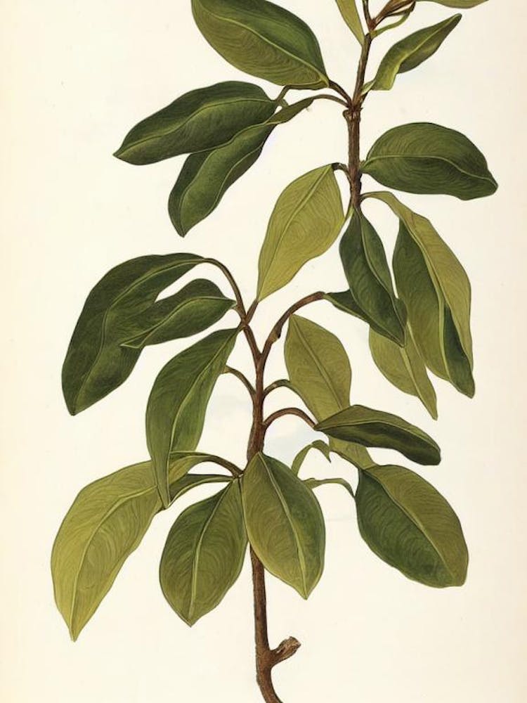 Laurel Vintage Botanical Flower