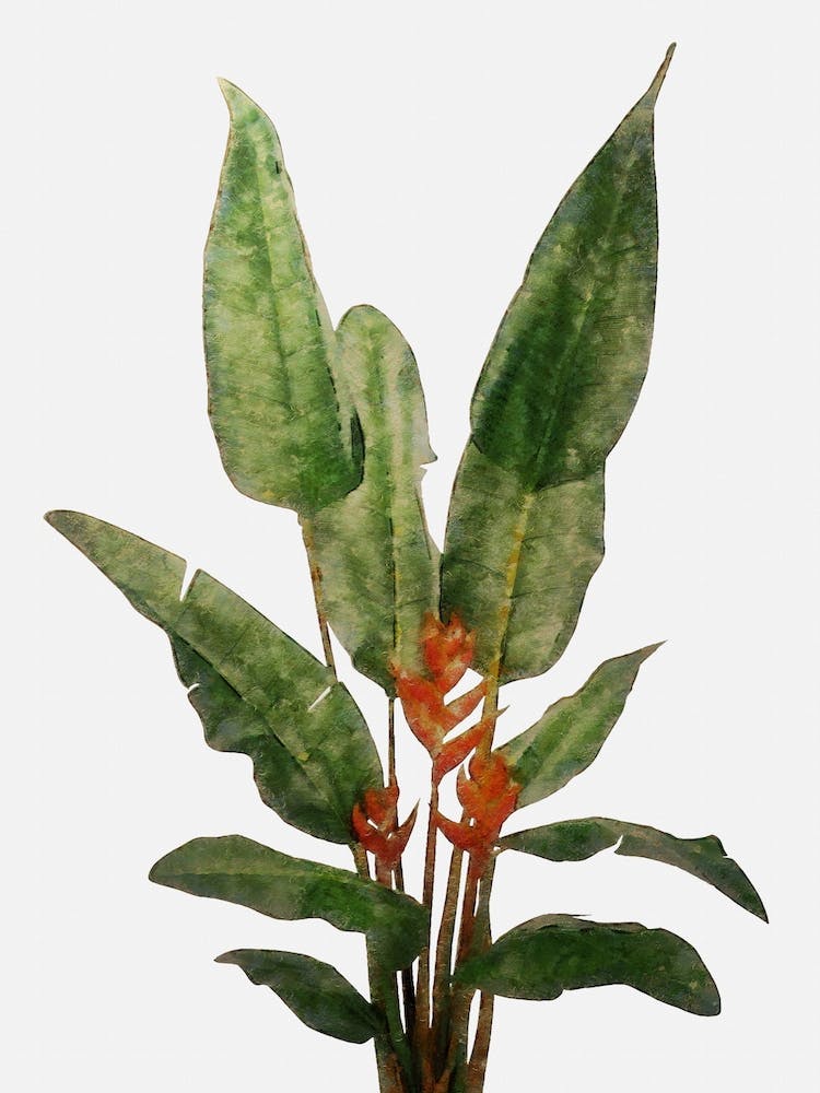 Bird of Paradise Plant on White