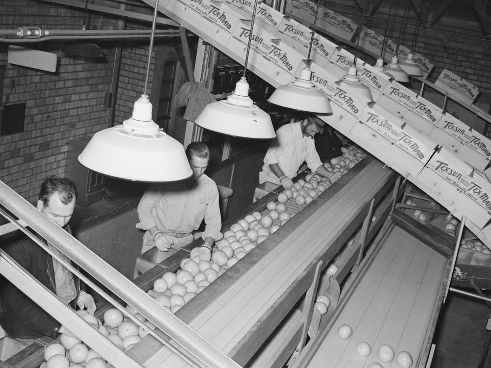 Inspecting And Grading Grapefruit, Packing Plant, Weslaco, Texas By Russell Lee