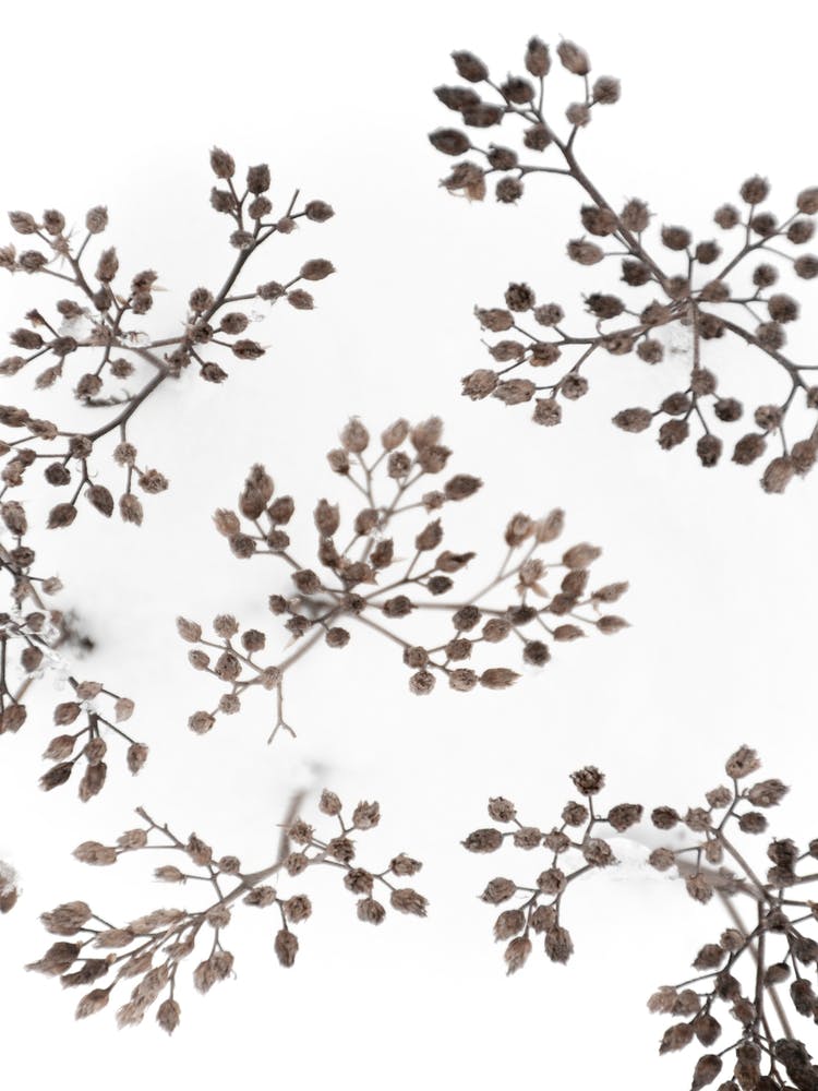 Dried Flowers In Winter White Snow