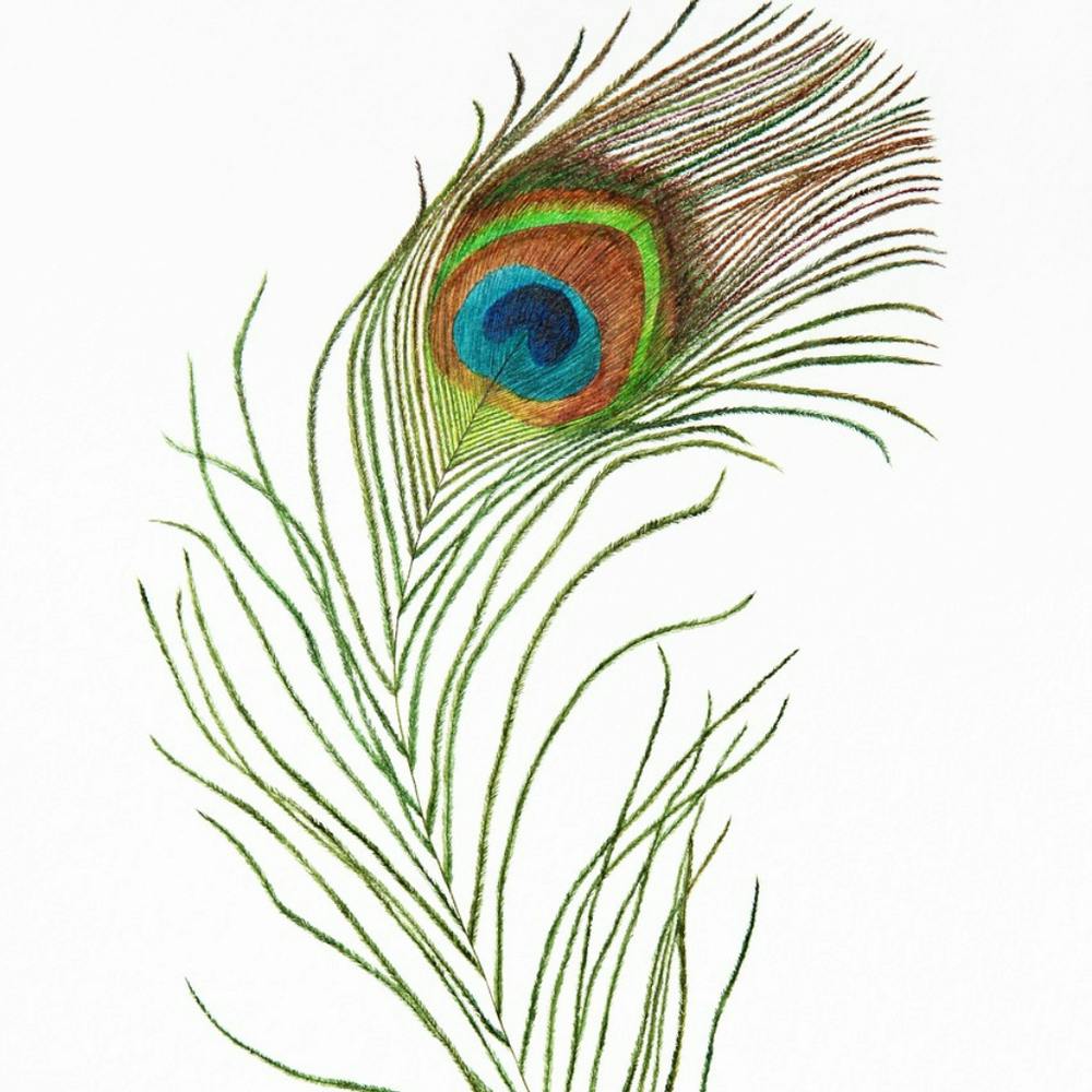 Peacock Feather