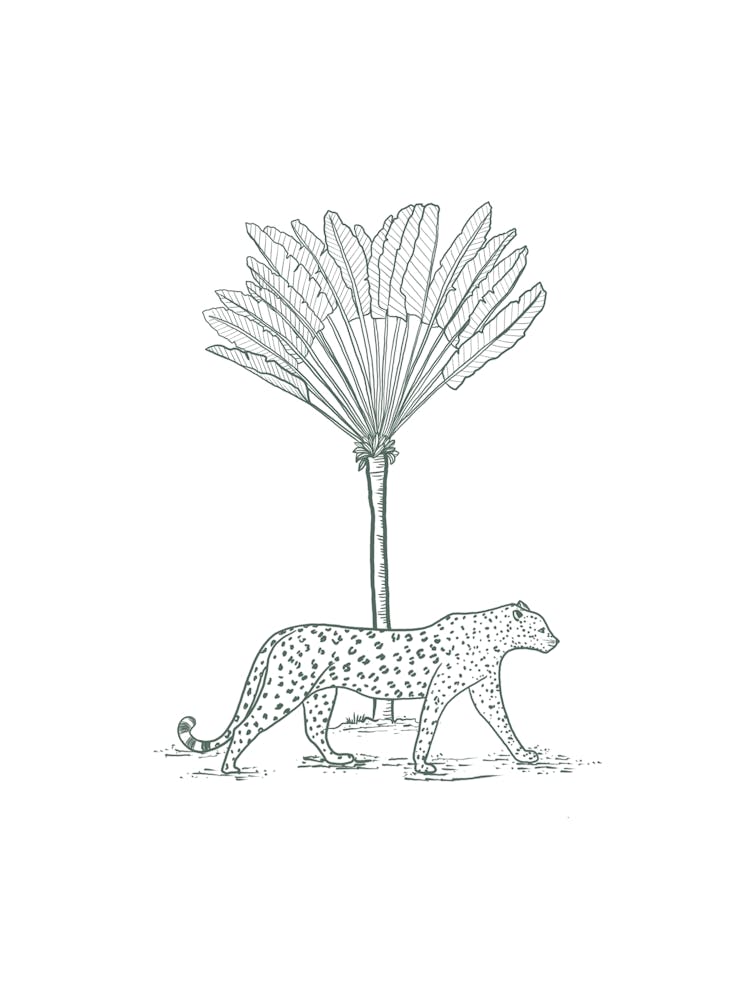 Leopard And Palm Tree