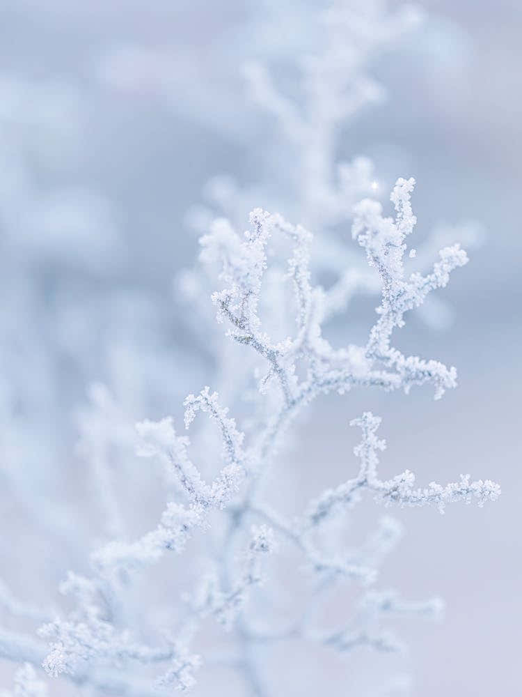 Frozen Twigs Winter