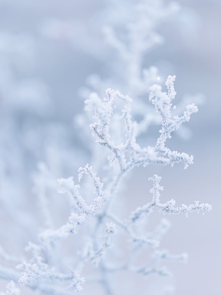 Frozen Twigs Winter