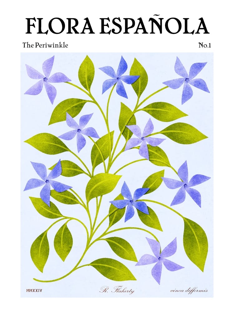 Spanish Flora Periwinkle