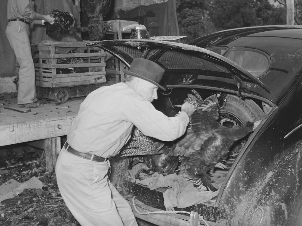Farmer Unloading Turkeys From Luggage Compartment Of His Car At Cooperative Poultry House, Brownwood, Texas By